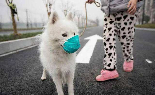 SASR-Cov-2 വളർത്തുമൃഗങ്ങളിലേക്ക് വ്യാപിക്കുന്നുണ്ടോ?